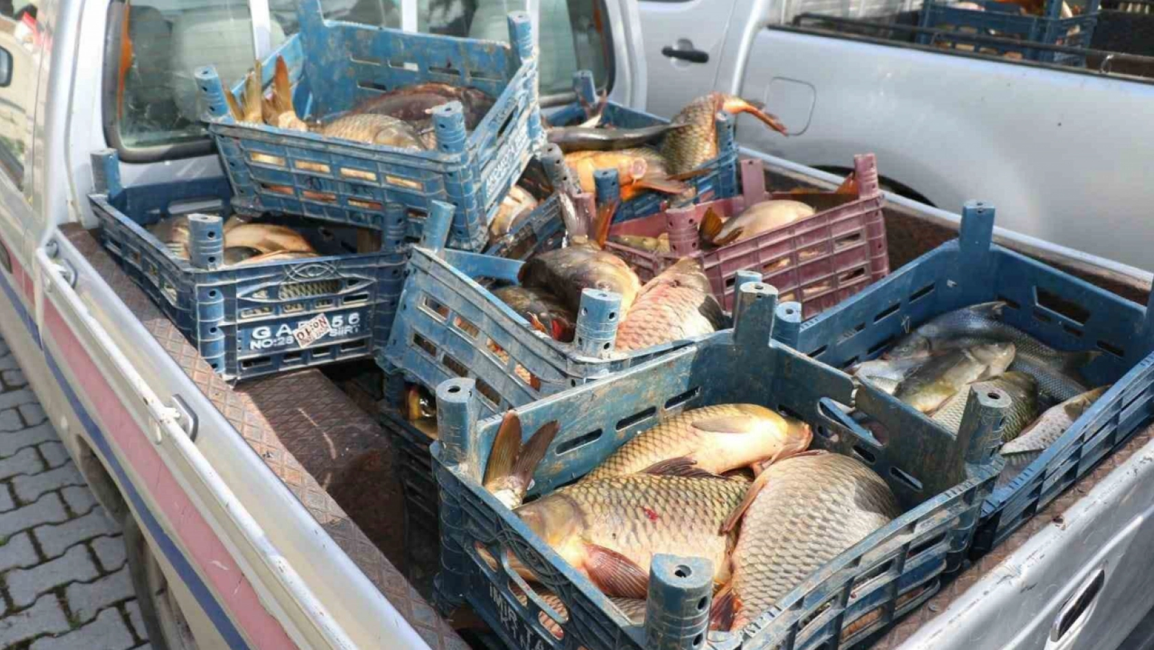 Tonlarca Kaçak Balık Ele Geçirildi