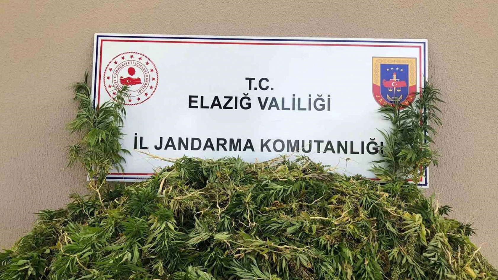 Elazığ'da Kenevir Operasyonu!
