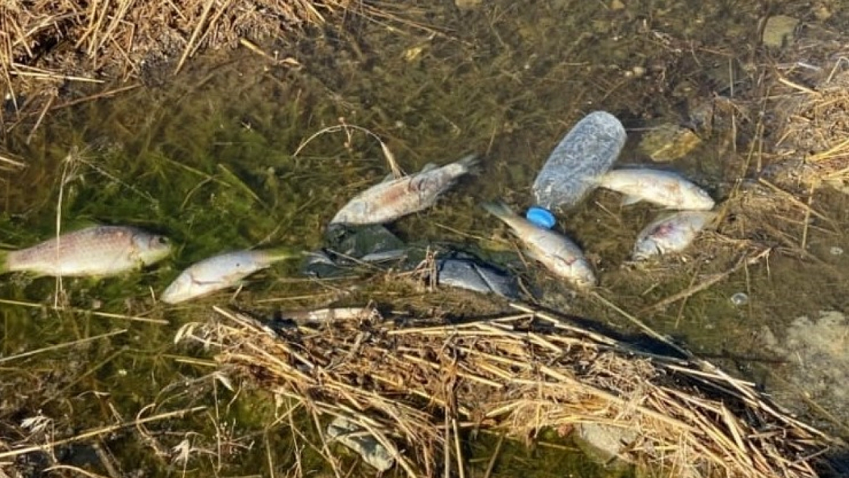 Elazığ'da Ölü Balıklar Kıyıya Vurdu