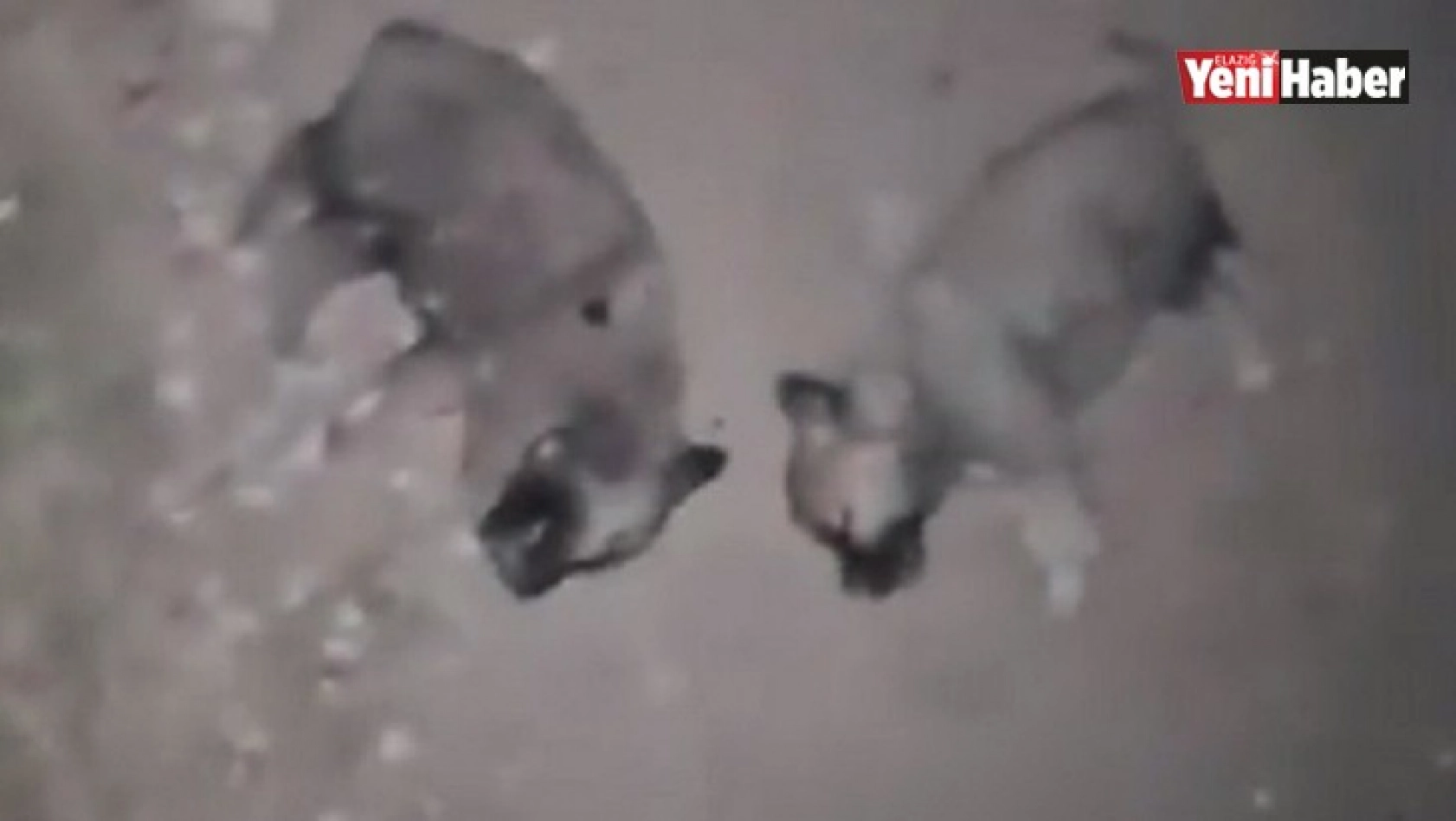 Keban'da 8 Yavru Köpeğin Öldürülmesine Adli Ve İdari Soruşturma!