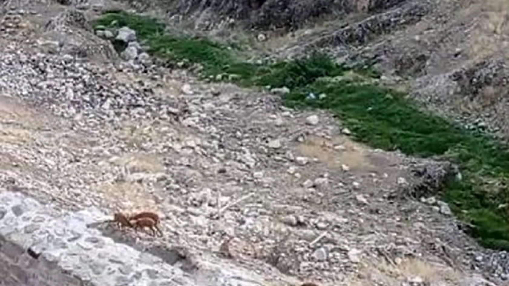 Dağ Keçileri Harput'ta Görüntülendi