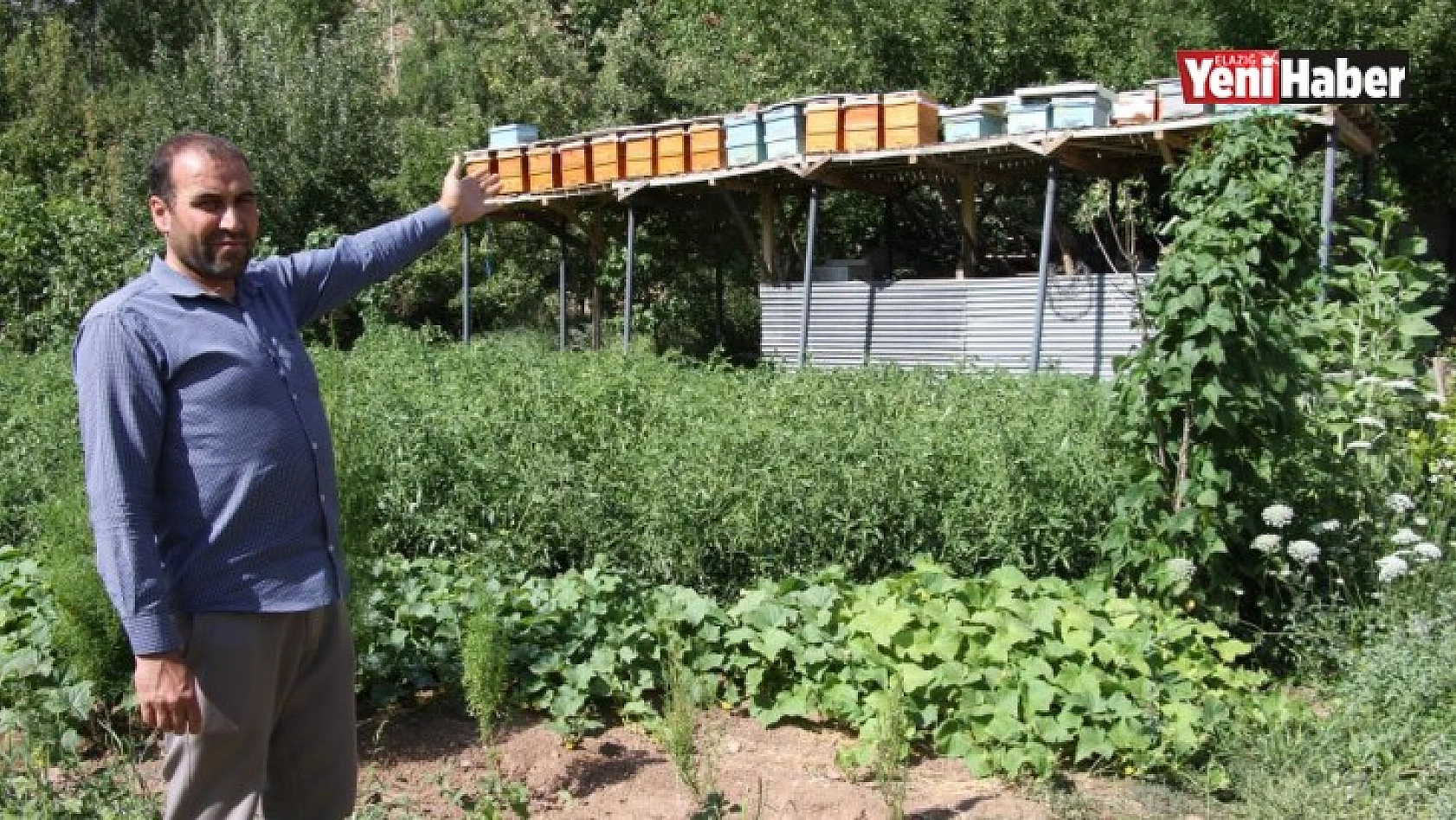 Ayılar Balını Yiyince Çareyi İskele Kurmakta Buldu