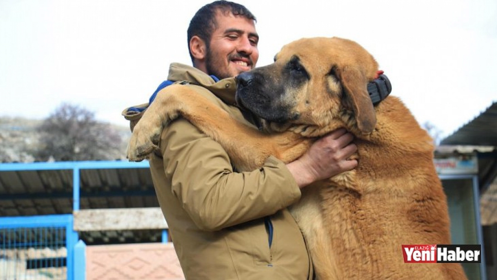 İnsan Boyundaki Çoban Köpekleriyle Çiftlik Kurdu