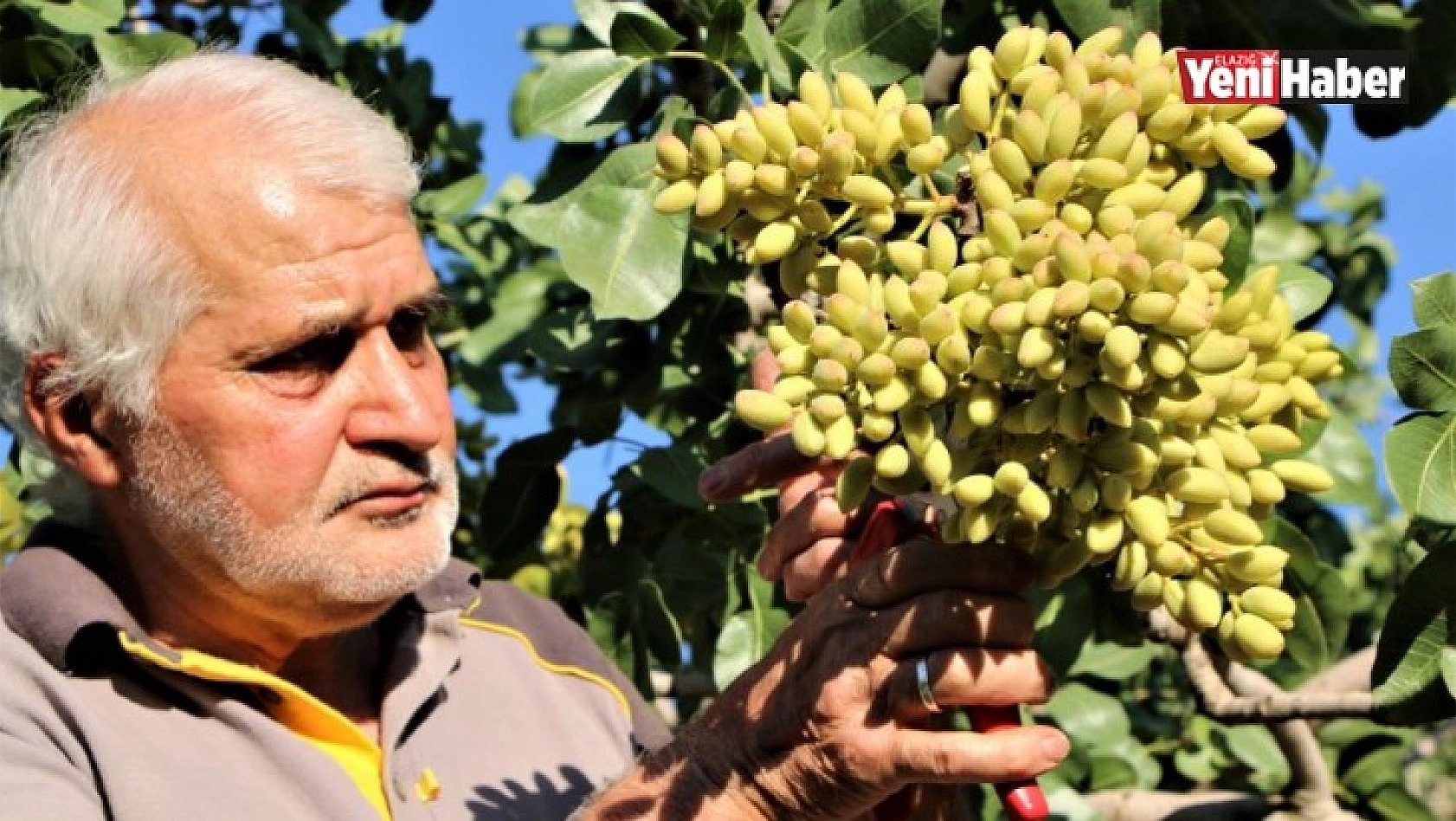 Yetişmez Dediği Ağaçlar Şimdi Gelir Kaynağı Oldu