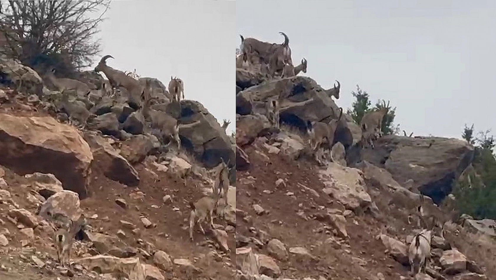 Dağ Keçileri Beyhan'da Görüntülendi