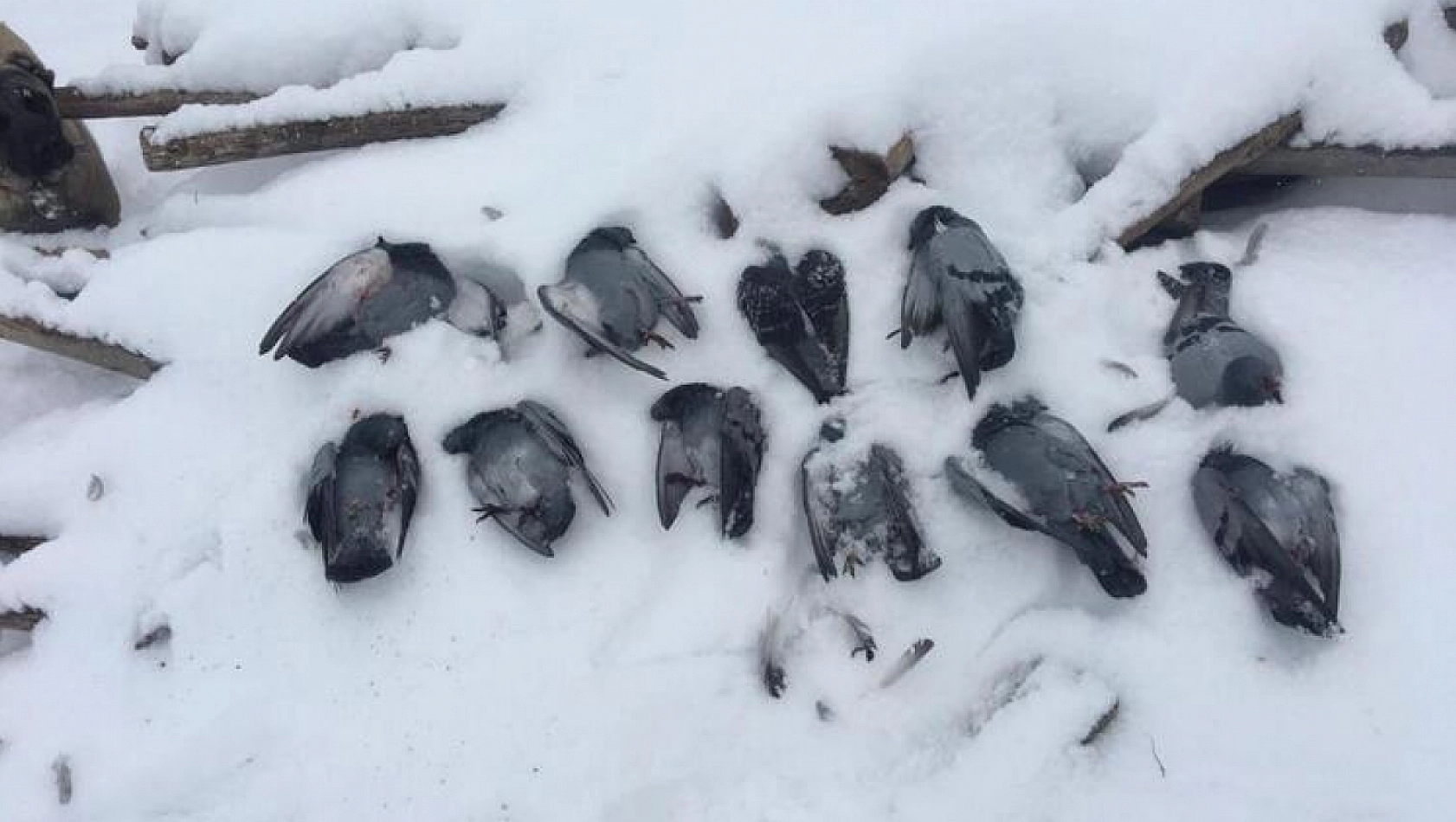 Elazığ'da Güvercinler Telef Oldu