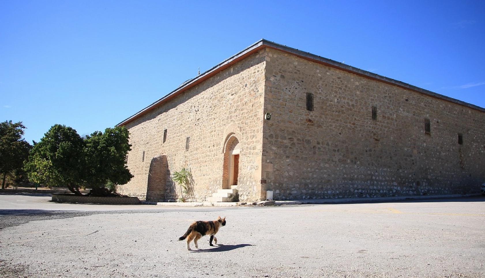 Elazığ'da ki Ağacın Hikayesi Herkesi Şaşırtıyor