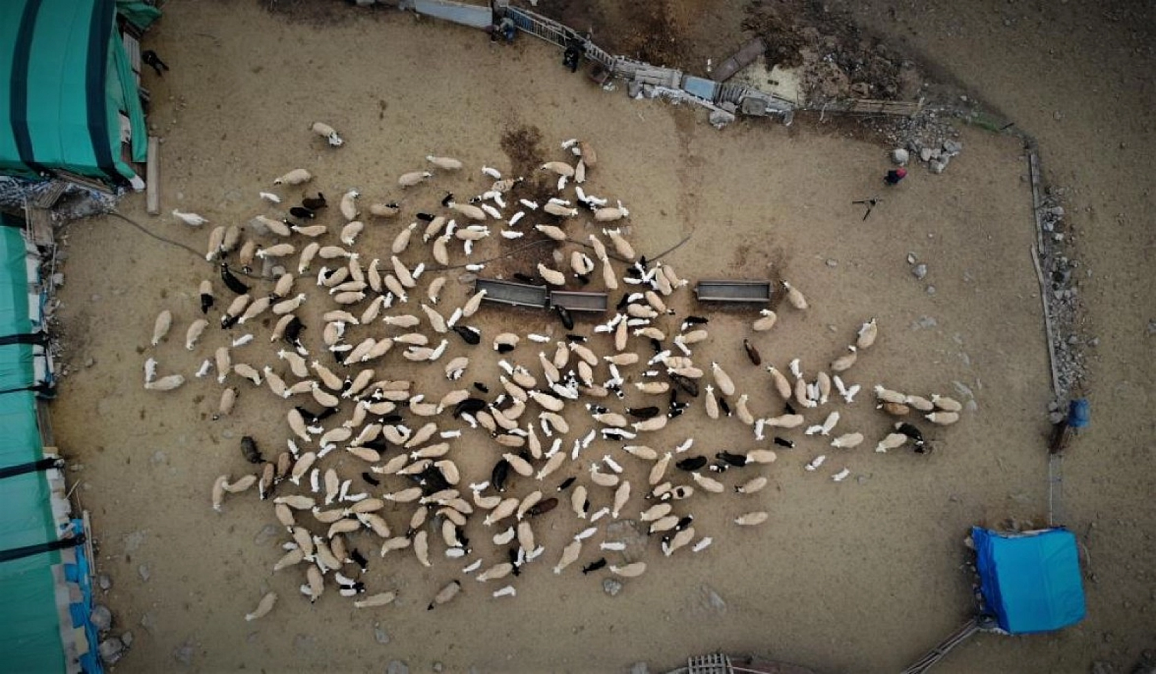 Kuzuların Anneleriyle Duygusal Buluşması
