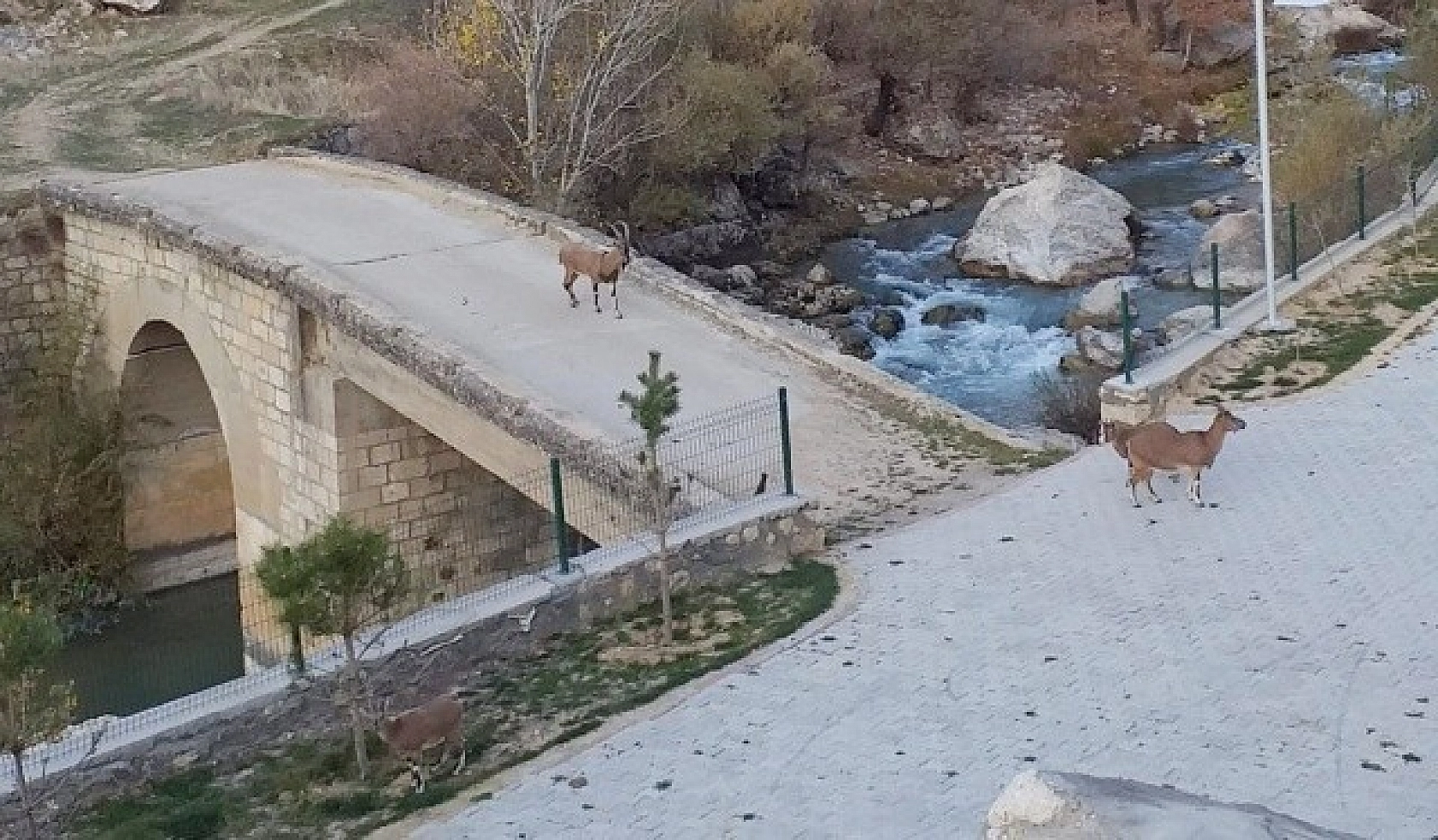 İlk Defa Bu Kadar Yakından Görüntülendi