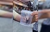 Elazığ'da Dev Örümcek Paniği