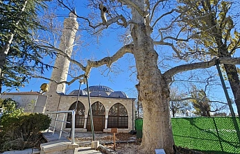 Asırlık Çınarı Yıllara Meydan Okuyor