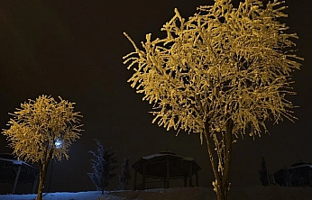 Elazığ'da Ağaçlar Görenleri Büyüledi