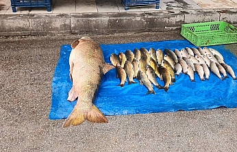 Elazığ'da Dev Balık Yakalandı!