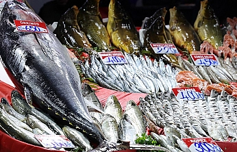 Elazığ'da Dev Orkinos Balığı!