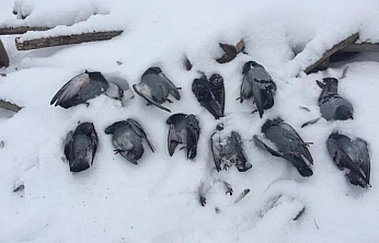 Elazığ'da Güvercinler Telef Oldu