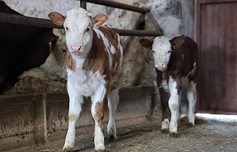 Elazığ'da İkiz Buzağı Sevinci