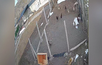 Tilki'den Kümes Baskını