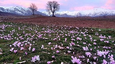 Elazığ'da Çiçekler Erken Açtı