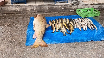 Elazığ'da Dev Balık Yakalandı!