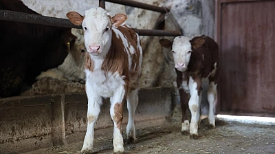Elazığ'da İkiz Buzağı Sevinci