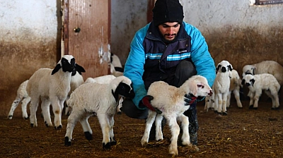 Soğuklar Kuzu Doğumlarını Artırdı