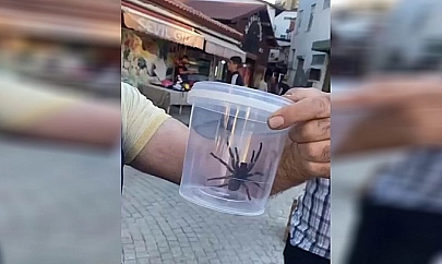 Elazığ'da Dev Örümcek Paniği