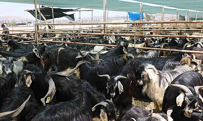 Elazığ'da kurban satış ve kesim alanı belirlendi