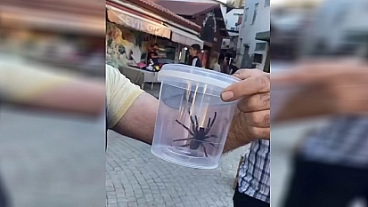 Elazığ'da Dev Örümcek Paniği