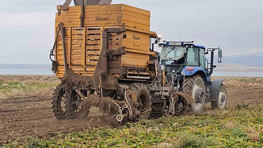 Adilcevaz'da pancar sökümü hızla devam ediyor