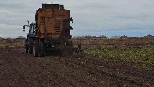 Adilcevaz'da pancar sökümü hızla devam ediyor