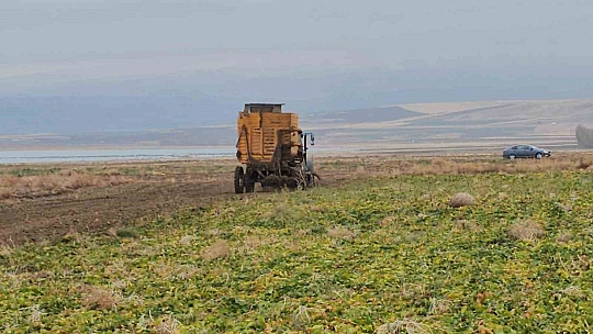 Adilcevaz'da pancar sökümü hızla devam ediyor
