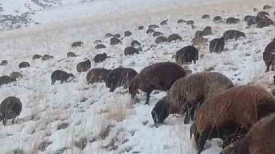 Ağrı'da kar ve tipi hayatı durdurdu