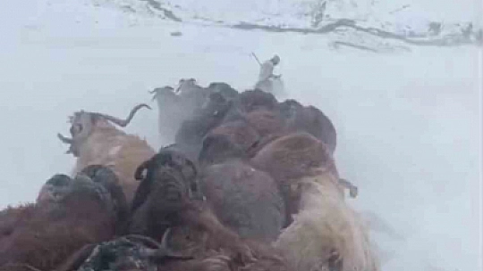 Ağrı'da kar ve tipi hayatı durdurdu