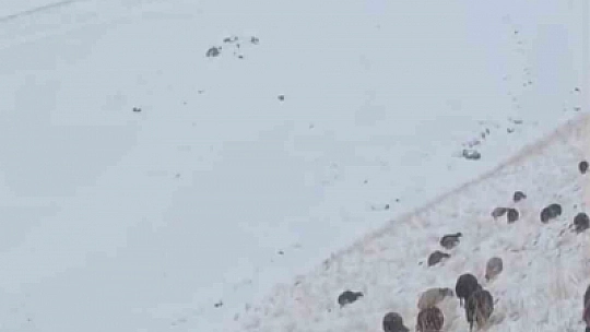 Ağrı'da kar ve tipi hayatı durdurdu