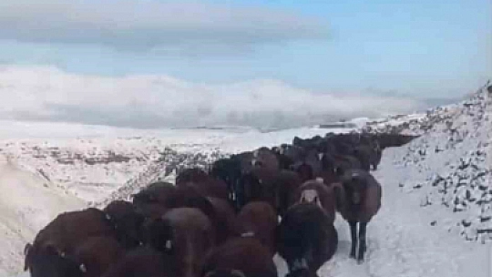 Ağrı'da kar ve tipi hayatı durdurdu