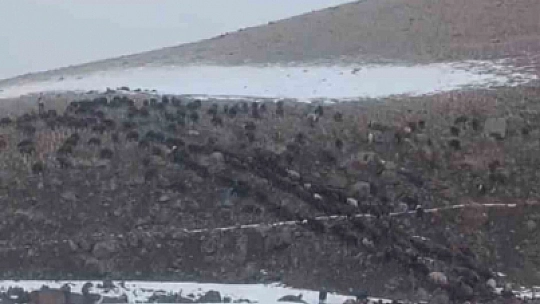 Ağrı'da kar ve tipi hayatı durdurdu