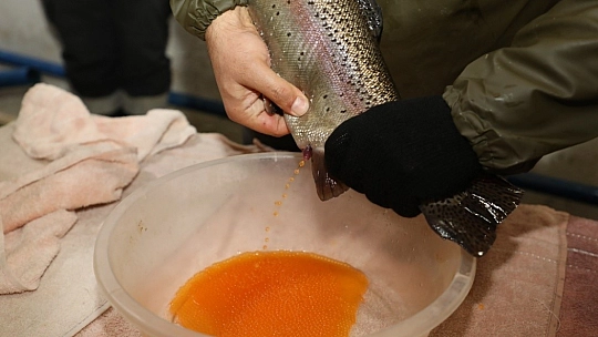Elazığ'da alabalık sağım çalışmaları sürüyor