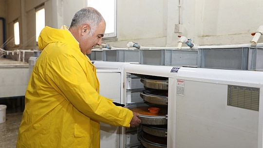 Elazığ'da alabalık sağım çalışmaları sürüyor