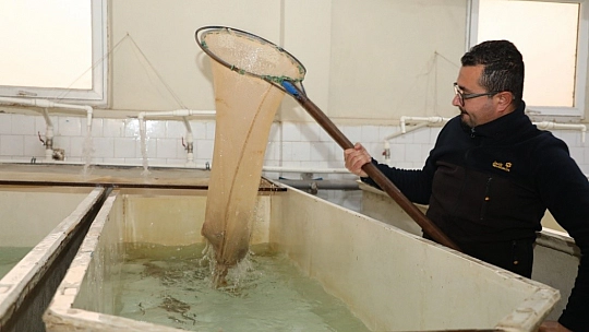 Elazığ'da alabalık sağım çalışmaları sürüyor