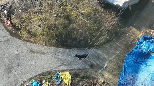 Firari angusu drone ile görüntüledi