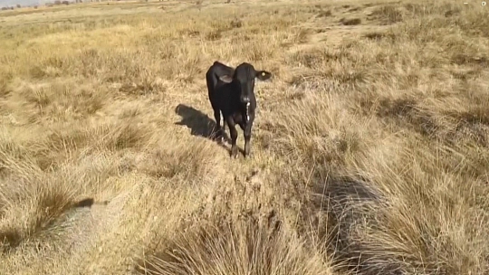 Firari angusu drone ile görüntüledi