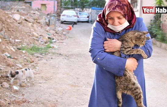 35 Kediye Anne Şefkatiyle Bakıyor