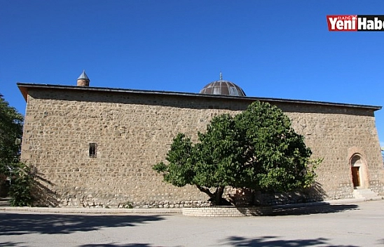 Harput'ta ki Ağacın Hikayesi Herkesi Şaşırtıyor