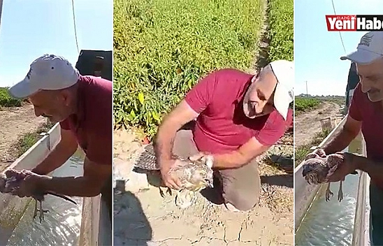 Acı Biber Yiyip Kalbi Duran Şahini, Çiftçinin Masajı Kurtardı!