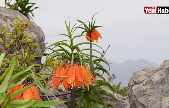 Ağlayan Gelinlerin Görsel Şöleni !