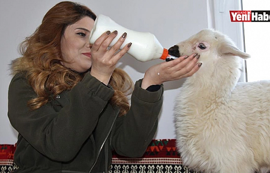Annesini Kaybeden Kuzuyu Biberonla Besliyorlar
