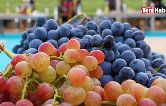 Bağ Bozumu ve Orcik Festivali Gerçekleştirildi