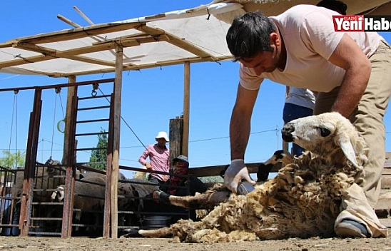 Besicilerin Koyun Kırkma Mesaisi Başladı