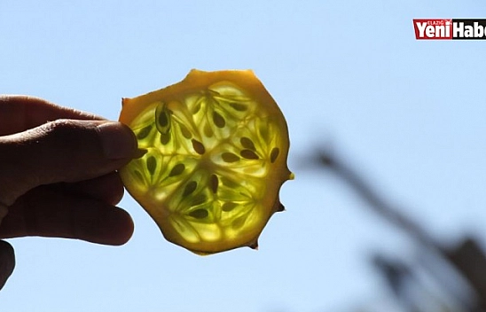 Bölgede İlki Başardı, Tropik Afrika Meyvesi Yetiştirdi!