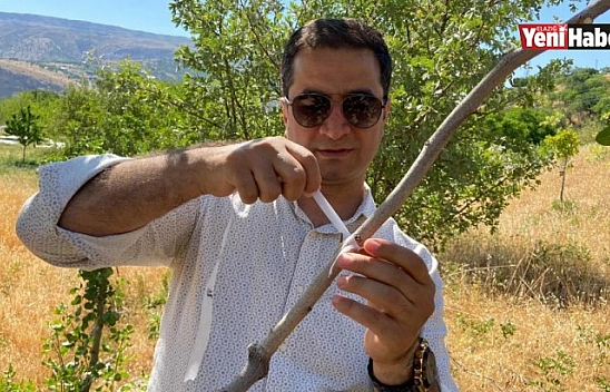 Çemişgezek Fıstık Üretim Merkezine Dönüşüyor!